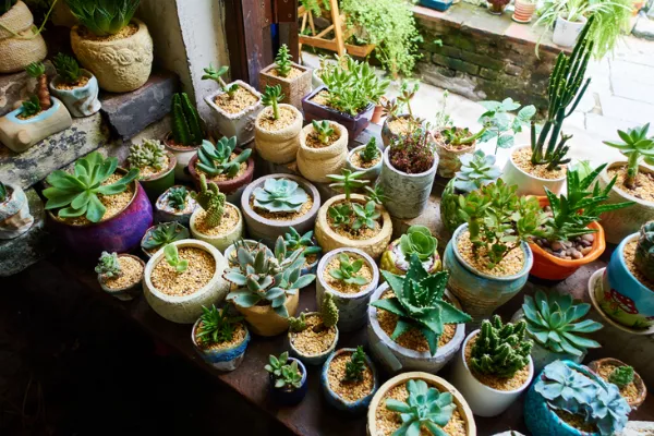 Best Indoor Plants